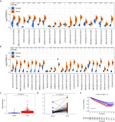 Increased CDC6 Expression Associates With Poor Prognosis in Patients With Clear Cell Renal Cell Carcinoma